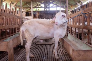 Pakan Tradisional Babi Bali: Dedak dan Batang Pisang Jadi Andalan 85% Peternak