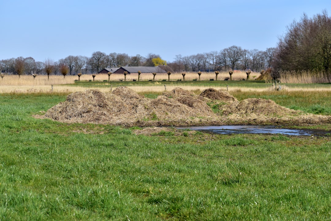 A pile of dried grass in a green field.